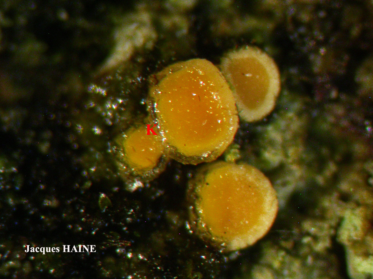 Candelariella aurella Cf. forme corticole.