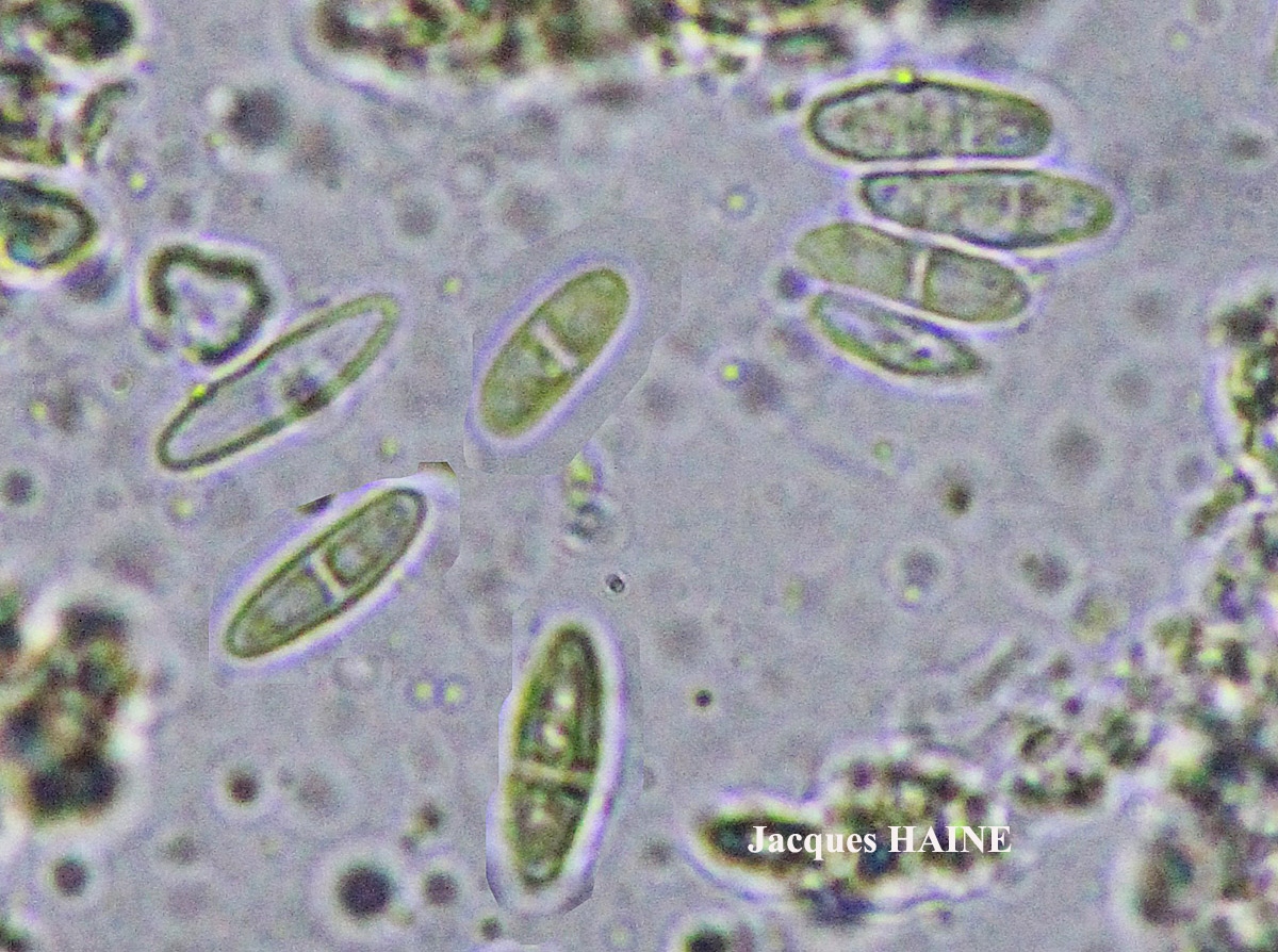 Candelariella aurella Cf. forme corticole.