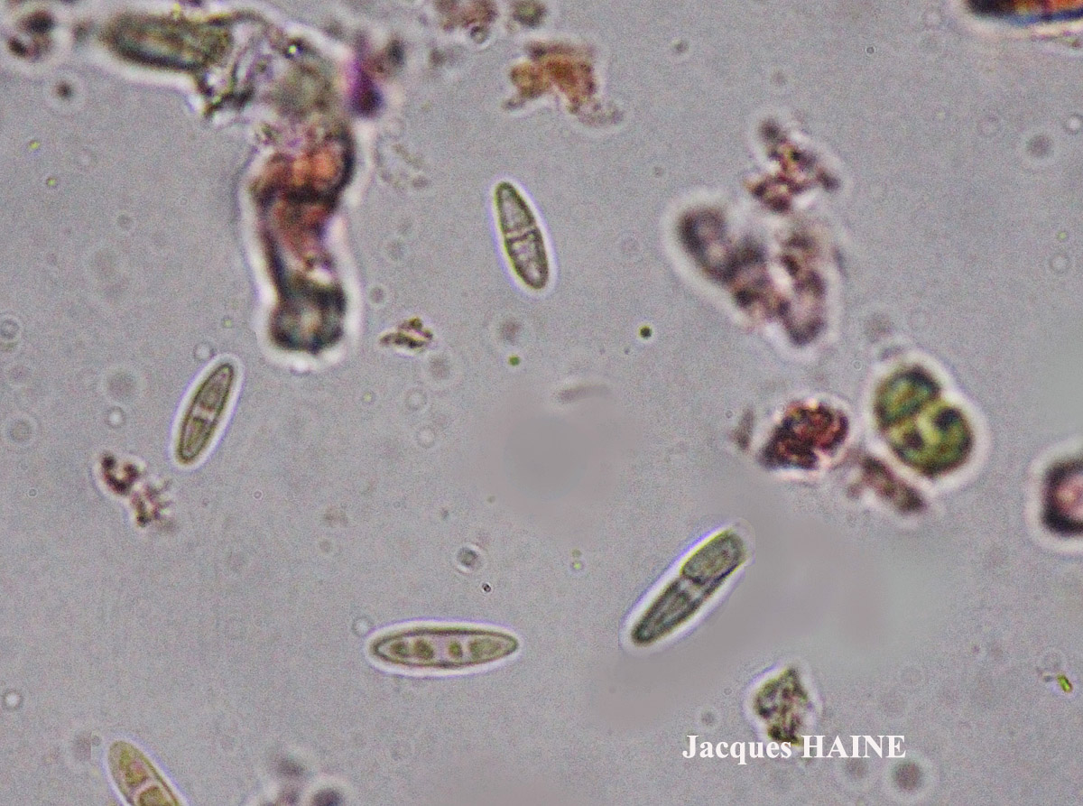 Candelariella aurella Cf. forme corticole.