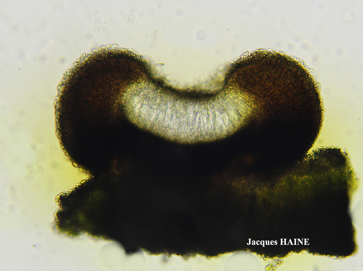 Cecidonia xenophana (Körb.) Triebel & Rambold
