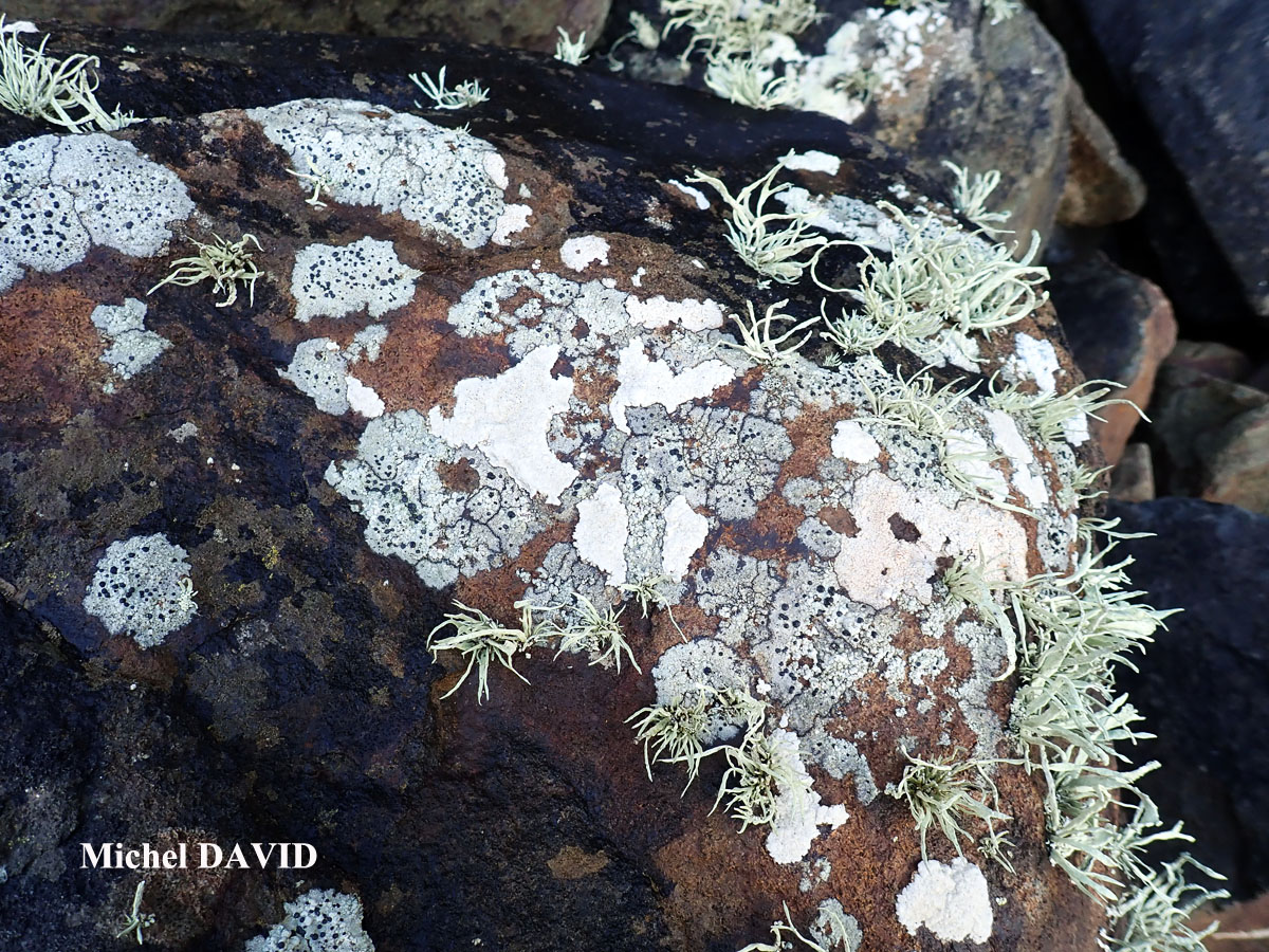 Cecidonia xenophana (Körb.) Triebel & Rambold