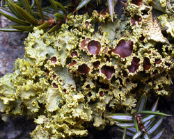 Cetraria juniperina (L.) Ach. 