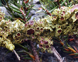 Cetraria juniperina (L.) Ach. 