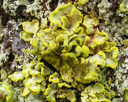 Cetraria pinastri (Scop.) Gray = Vulpicida pinastri (Scop.) J.E. Mattsson & M.J. Lai