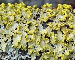 Cetraria pinastri (Scop.) Gray = Vulpicida pinastri (Scop.) J.E. Mattsson & M.J. Lai