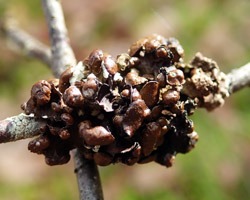 Cetraria sepincola (Ehrh.) Ach.