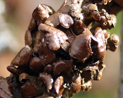Cetraria sepincola (Ehrh.) Ach.