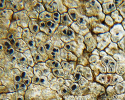 Circinaria hoffmanniana (S. Ekmann & Fröberg ex Sant.) A. Nordin
= Aspicilia contorta ssp. hoffmanniana