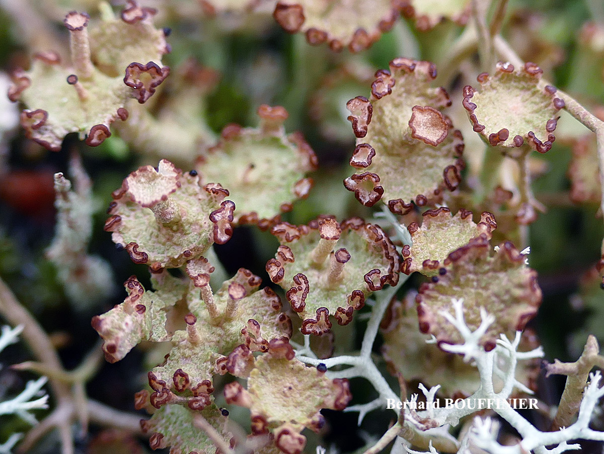 Cladonia cervicornis forma