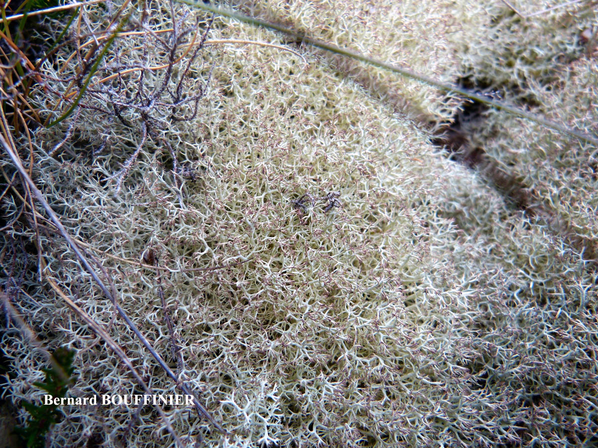 Cladonia ciliata forma flavicans forme des landes aérohalines.