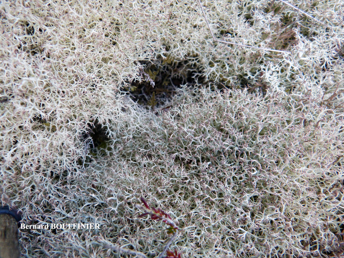 Cladonia ciliata forma flavicans forme des landes aérohalines.