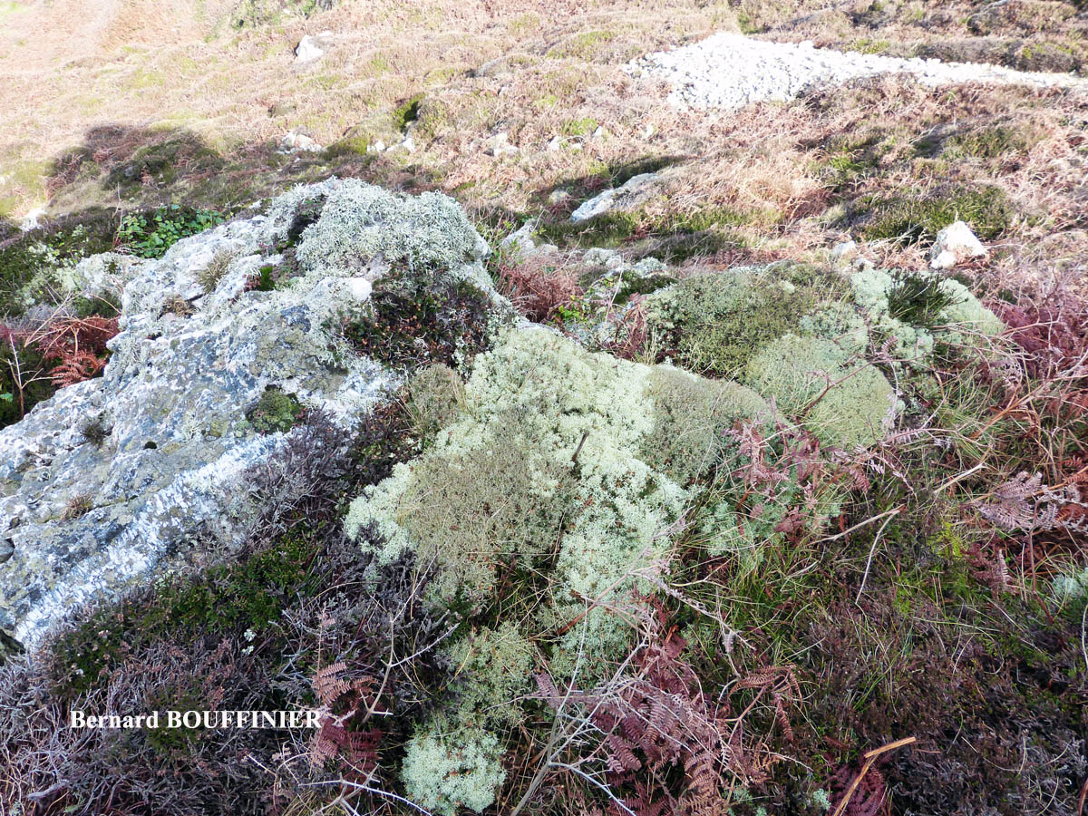 Cladonia ciliata forma flavicans forme des landes aérohalines.
