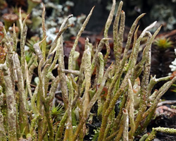 Cladonia cornuta (L.) Hoffm.