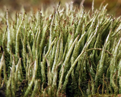 Cladonia cornuta (L.) Hoffm.