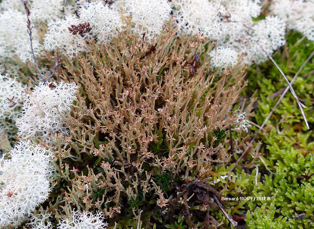 Cladonia crispata var. cetrariiformis (Delise) Vaino