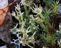 Cladonia crispata (Ach.) Flot. var. crispata