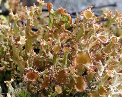 Cladonia crispata (Ach.) Flot. var. crispata