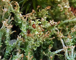 Cladonia crispata var. divulsa (Delise) Arnold