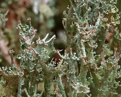 Cladonia crispata var. divulsa (Delise) Arnold