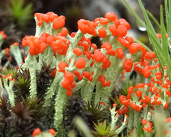 Cladonia cristatella Tuck.