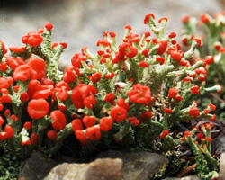 Cladonia cristatella Tuck.
