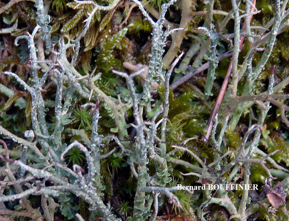 Cladonia furcata subsp. furcata var. pinnata (Flörke) Vaïn.