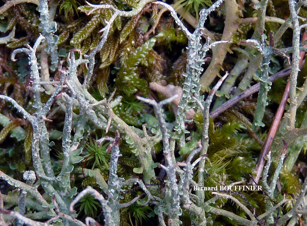 Cladonia furcata subsp. furcata var. pinnata (Flörke) Vaïn.