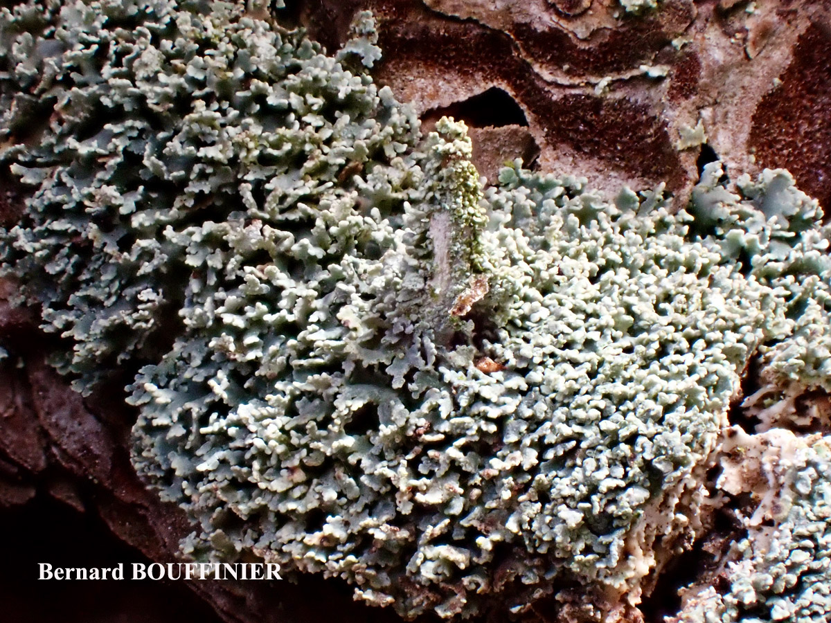 Cladonia parasitica forme corticole.