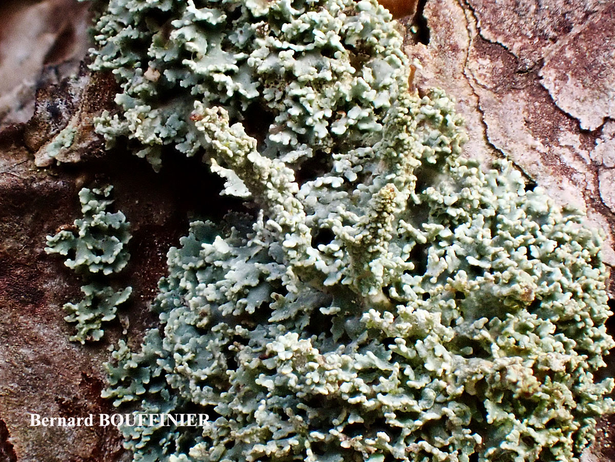 Cladonia parasitica forme corticole.