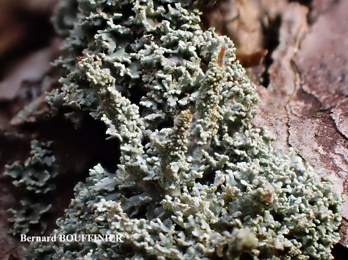 Cladonia parasitica forme corticole.