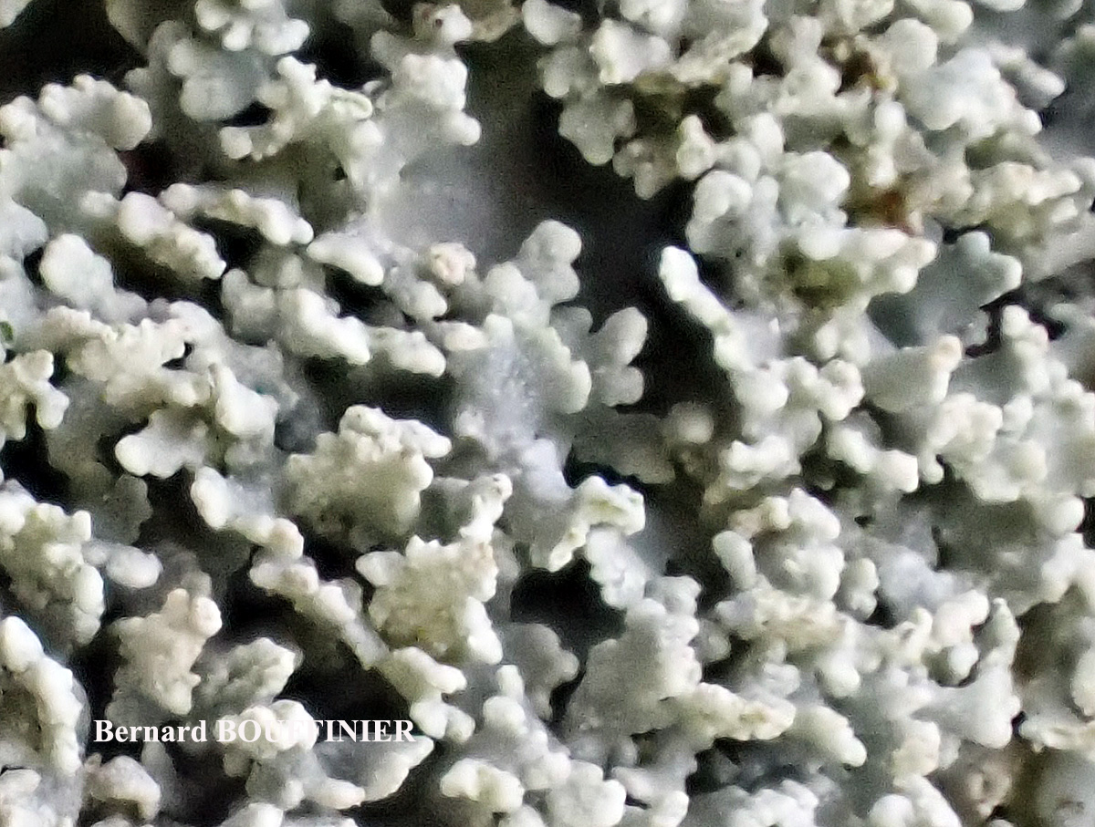 Cladonia parasitica forme corticole.