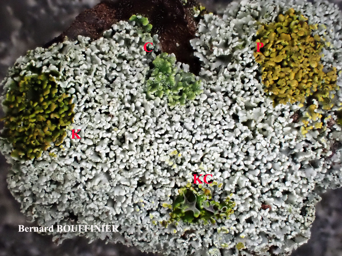 Cladonia parasitica forme corticole.