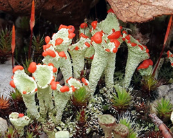 Cladonia pleurota (Flörke) Schaer