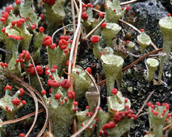 Cladonia pleurota (Flörke) Schaer