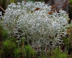 Cladonia rangiferina (L.) Weber ex F. H. Wigg.