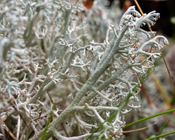 Cladonia rangiferina (L.) Weber ex F. H. Wigg.