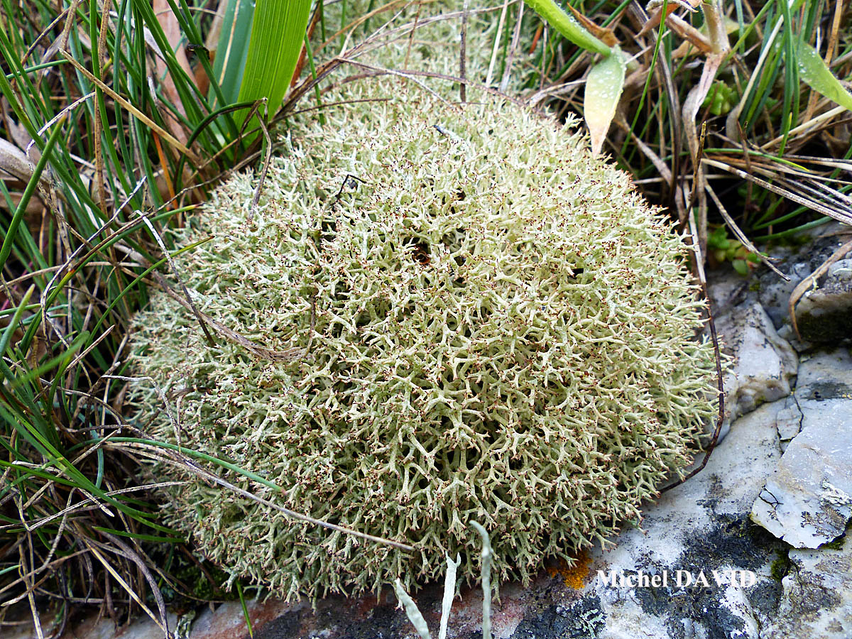 Cladonia rangiformis forme des landes aérohalines.
