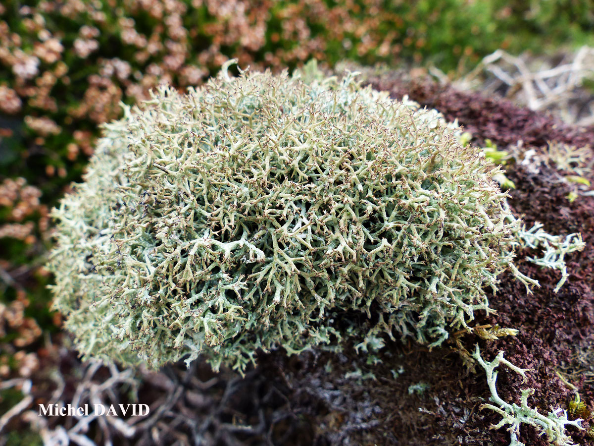 Cladonia rangiformis forme des landes aérohalines.