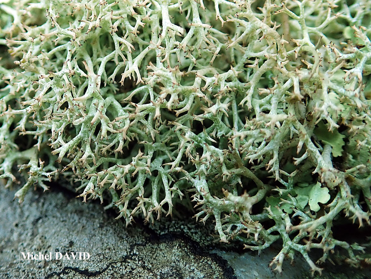 Cladonia rangiformis forme des landes aérohalines.