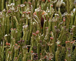 Cladonia rei ss. auct. am.