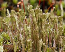 Cladonia rei ss. auct. am.