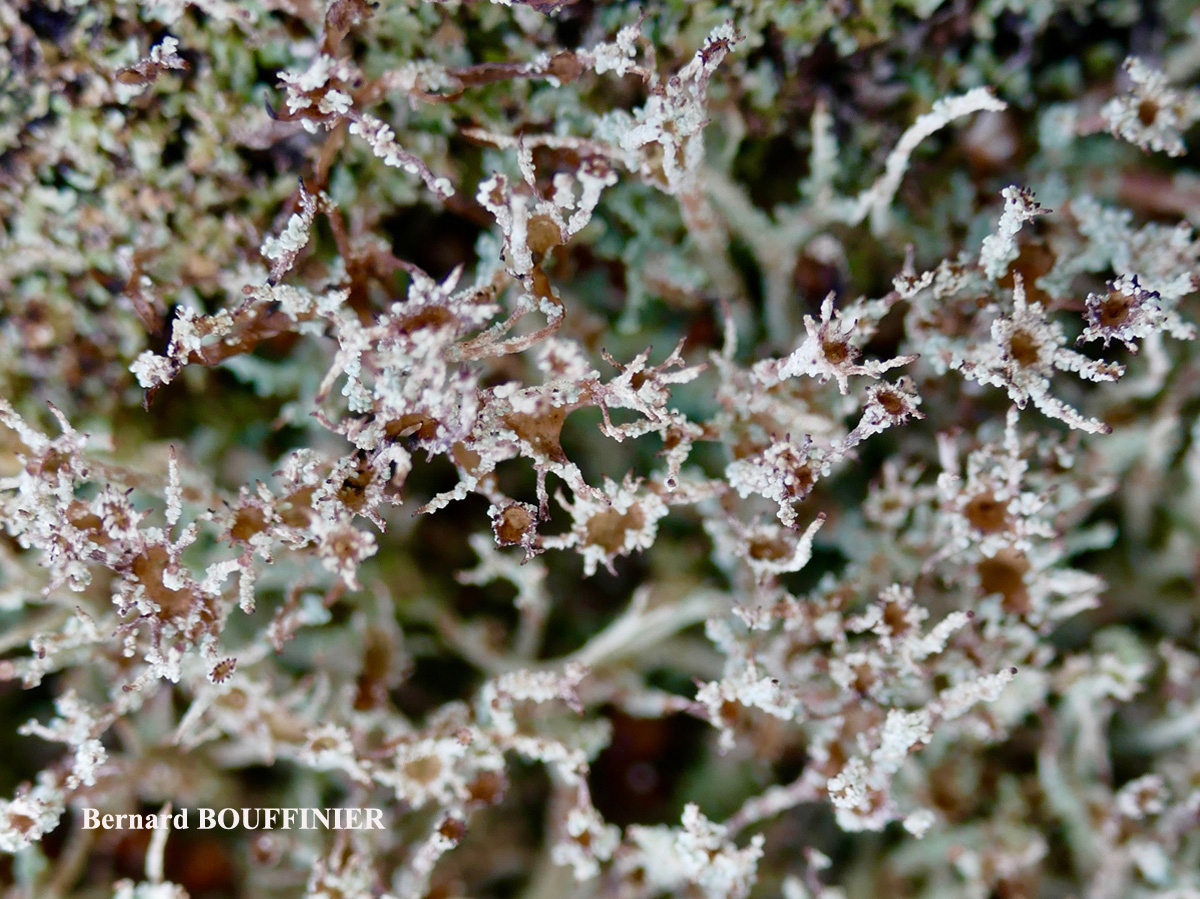 Cladonia squamosa var subsquamosa morph à intérieur brun.
