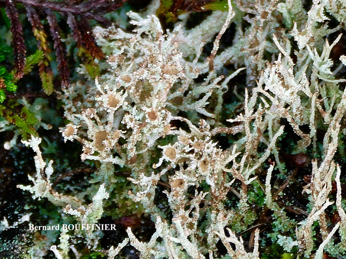 Cladonia squamosa var subsquamosa morph à intérieur brun.