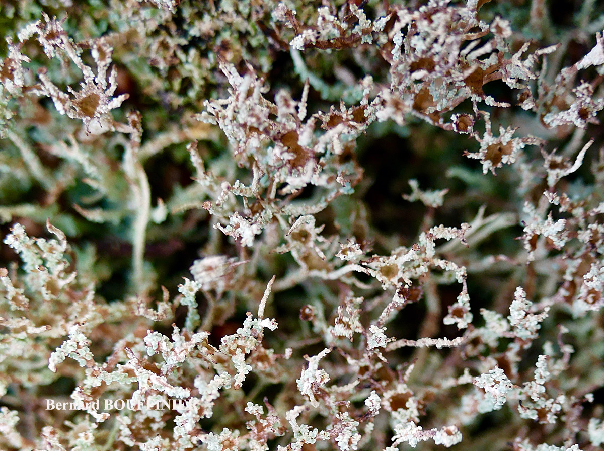 Cladonia squamosa var subsquamosa morph à intérieur brun.