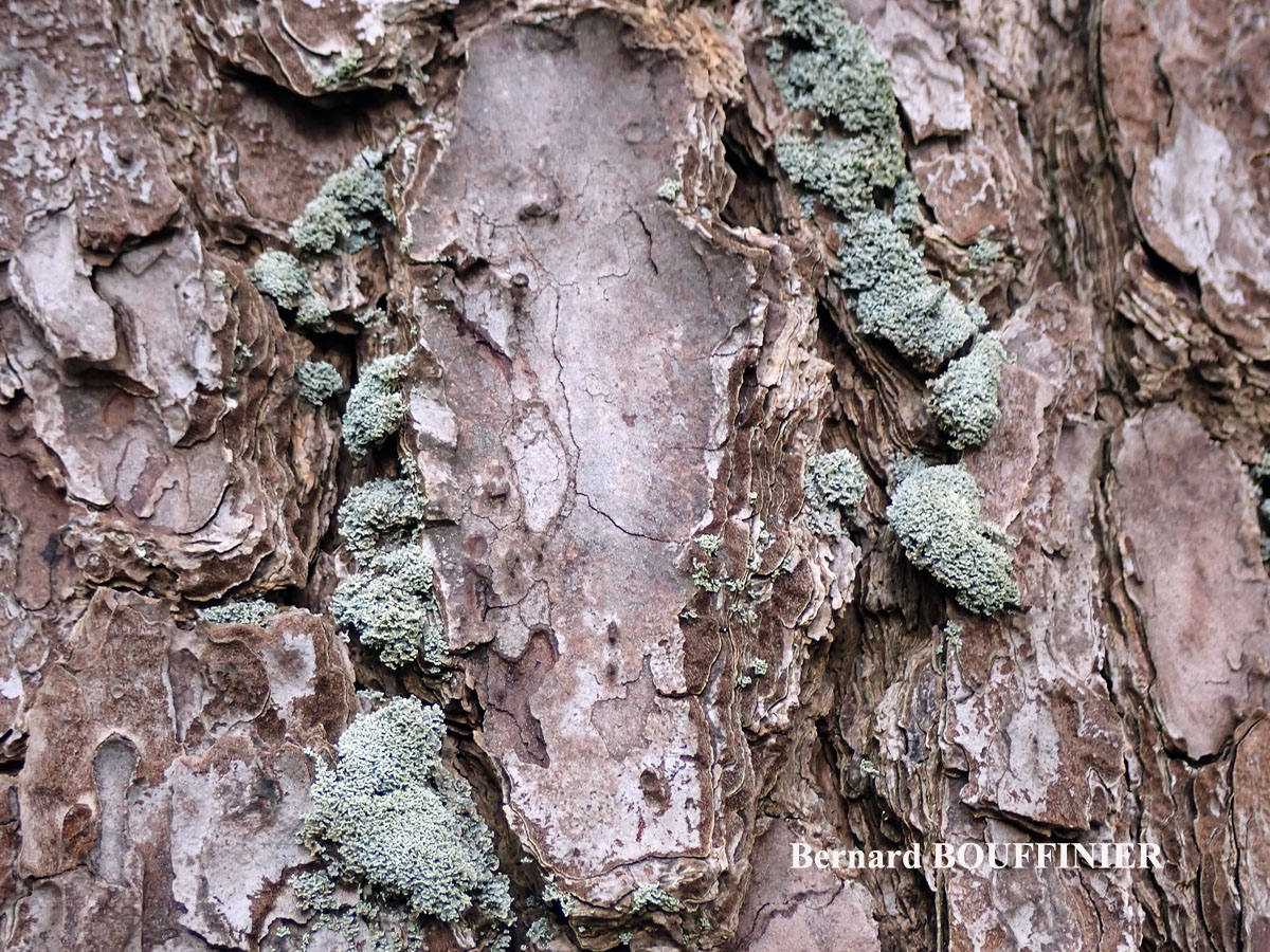 Cladonia squamosa var. subsquamosa Cf. forme corticole.