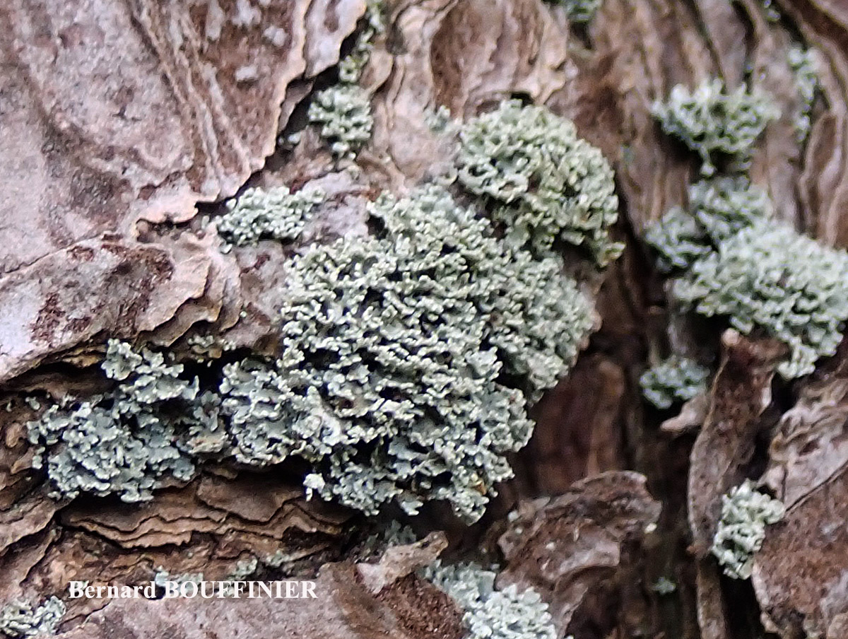 Cladonia squamosa var. subsquamosa Cf. forme corticole.