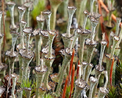 Cladonia verticillata (Hoffm.) Schaer. ss. auct. am.