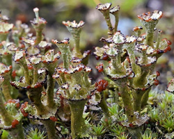 Cladonia verticillata (Hoffm.) Schaer. ss. auct. am.