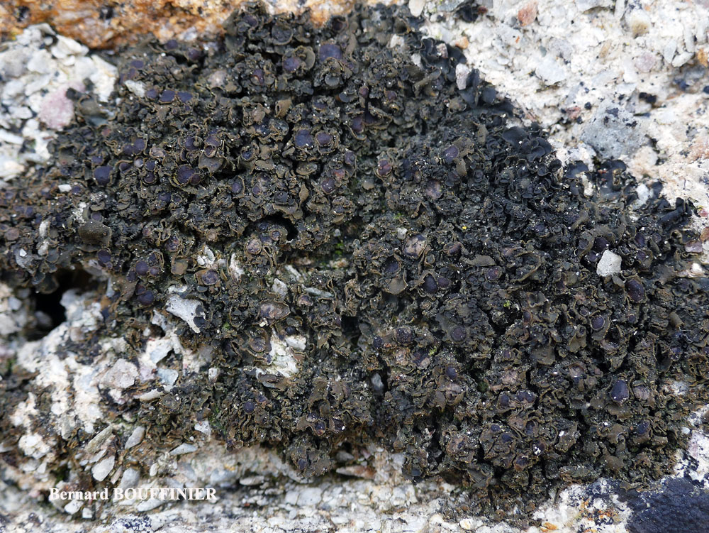 Blennothallia crispa (Huds.) Otalora, P.M. Jorg. & Wedin
