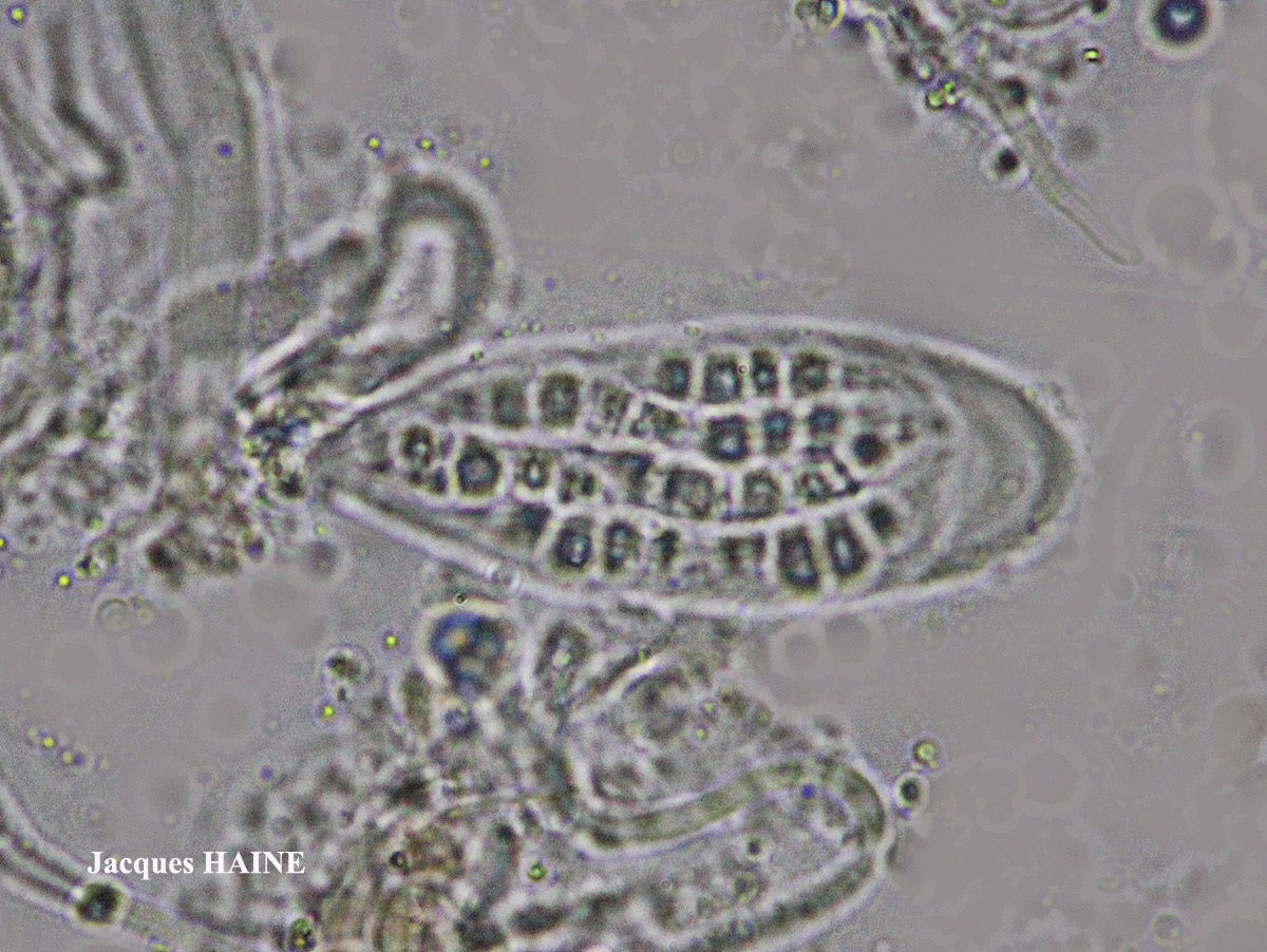 Collema ryssoleum (Tuck.) A. Schneid.
